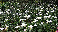 p5161170_thumb.jpg