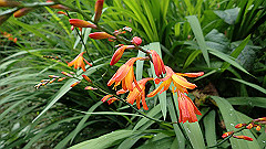p5161184_thumb.jpg