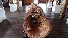 p5161228_thumb.jpg