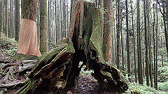 p5161248_thumb.jpg