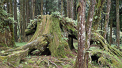 p5161286_thumb.jpg