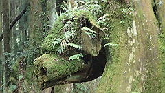p5161288_thumb.jpg