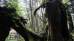 p5161295_thumb.jpg