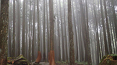 p5161297_thumb.jpg