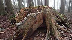 p5161301_thumb.jpg