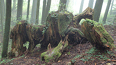 p5161306_thumb.jpg