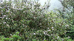 p5161310_thumb.jpg