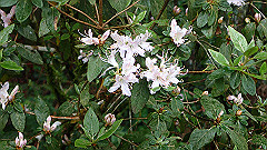 p5161311_thumb.jpg