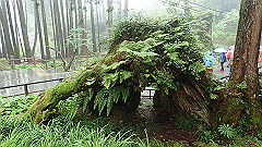 p5161328_thumb.jpg