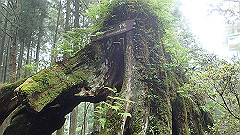 p5161338_thumb.jpg