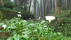 p5161340_thumb.jpg