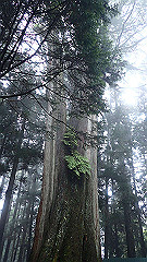 p5161345_thumb.jpg