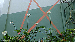 p5161355_thumb.jpg