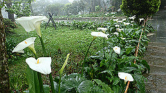 p5161365_thumb.jpg