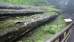 p5161382_thumb.jpg