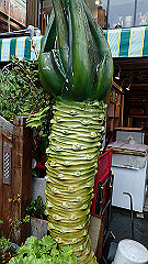 p5161418_thumb.jpg