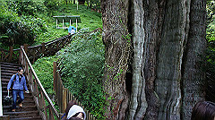 dsc00965_thumb.jpg