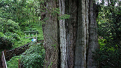 dsc00966_thumb.jpg