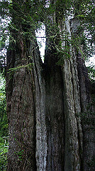 dsc00973_thumb.jpg