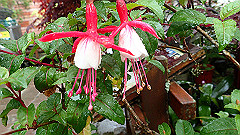 p5171521_thumb.jpg