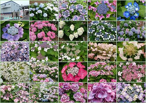 image/20160611ajisai02.jpg