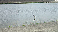 p6111813_thumb.jpg