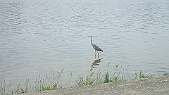 p6111814_thumb.jpg
