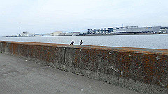 p6111847_thumb.jpg