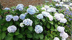 p6111862_thumb.jpg
