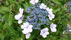 p6111863_thumb.jpg