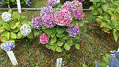 p6111865_thumb.jpg