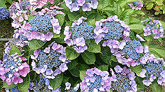 p6111866_thumb.jpg