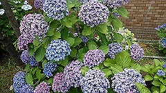p6111867_thumb.jpg