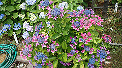 p6111868_thumb.jpg