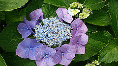 p6111872_thumb.jpg