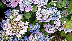 p6111874_thumb.jpg