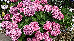 p6111875_thumb.jpg