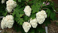p6111876_thumb.jpg