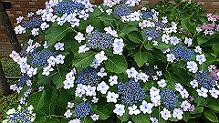p6111877_thumb.jpg