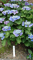 p6111878_thumb.jpg