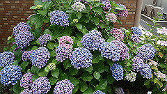 p6111879_thumb.jpg
