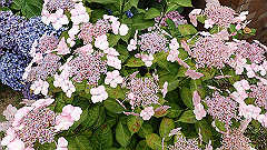 p6111880_thumb.jpg