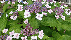 p6111883_thumb.jpg
