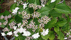p6111884_thumb.jpg