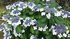 p6111885_thumb.jpg