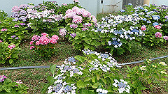 p6111887_thumb.jpg
