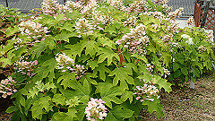 p6111888_thumb.jpg