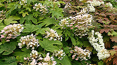 p6111889_thumb.jpg