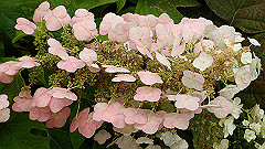 p6111890_thumb.jpg
