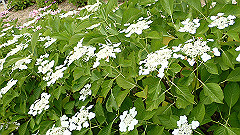 p6111894_thumb.jpg